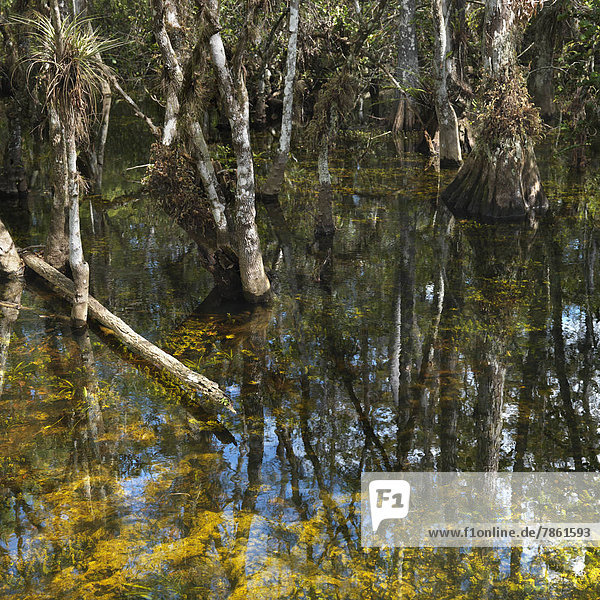 Vereinigte Staaten von Amerika  USA  Baum  Everglades Nationalpark  Florida  Feuchtgebiet
