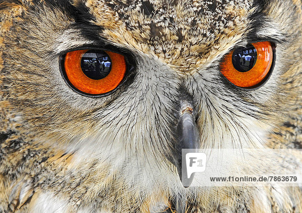 Close-up Uhu Europäischer Uhu Bubo bubo