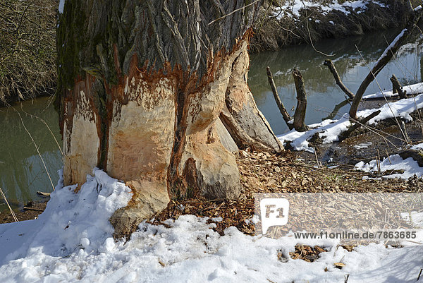 Biberfraß an einer Weide im Winter  Dauernheim  Hessen  Deutschland