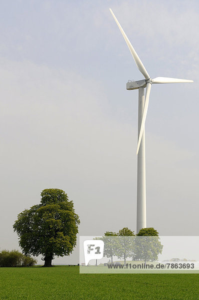 Windturbine Windrad Windräder Baum Kastanie Deutschland Hessen
