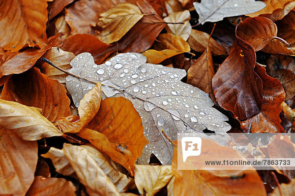 Oak leaves,  close-up