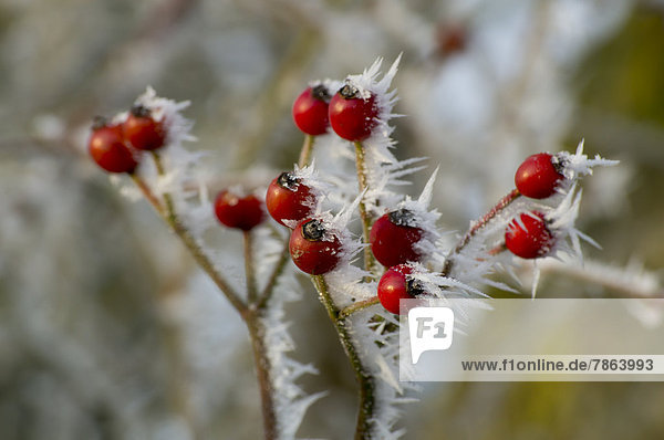Rote Beeren an gefrorenem Strauch  Gloucestershire  England  Großbritannien