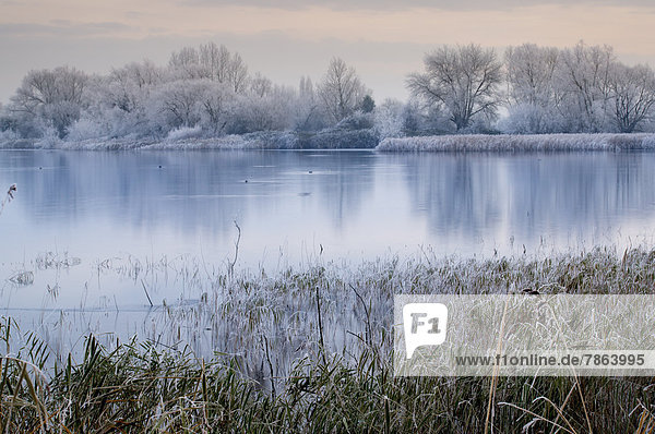 Cotswold Water Park in winter  Gloucestershire  England  UK