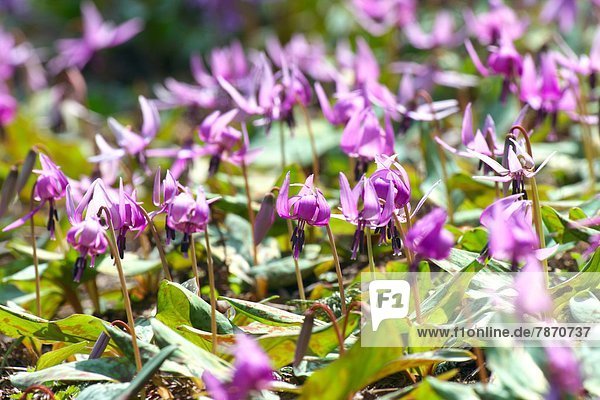 Veilchen  viola  Blume