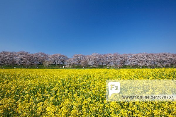 Cherry trees and rapeseed field  Saitama Prefecture