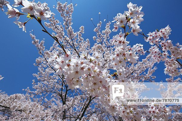 Kirschblüte  Yamanashi Präfektur
