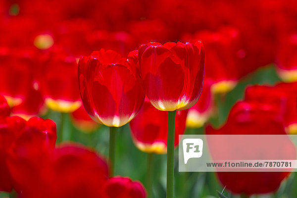 Tulip Blumen