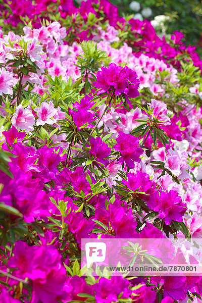 Azalea flowers