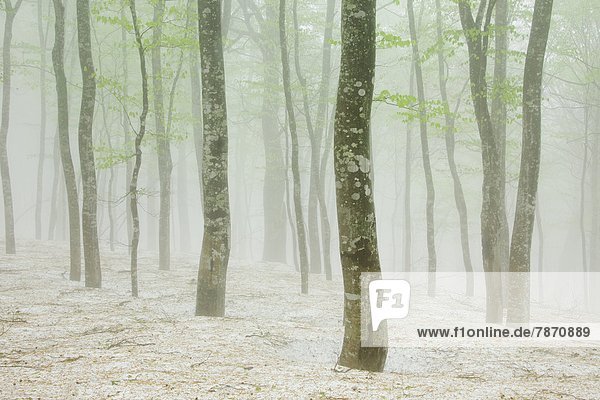 Beech forest and snow