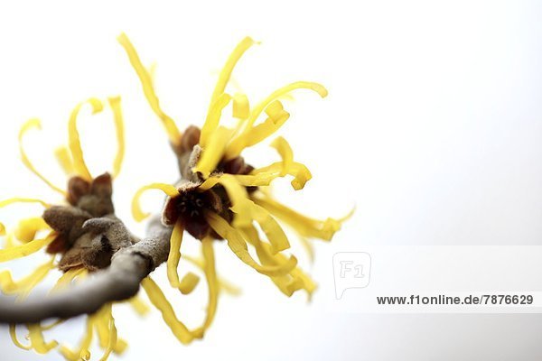 Witch hazel