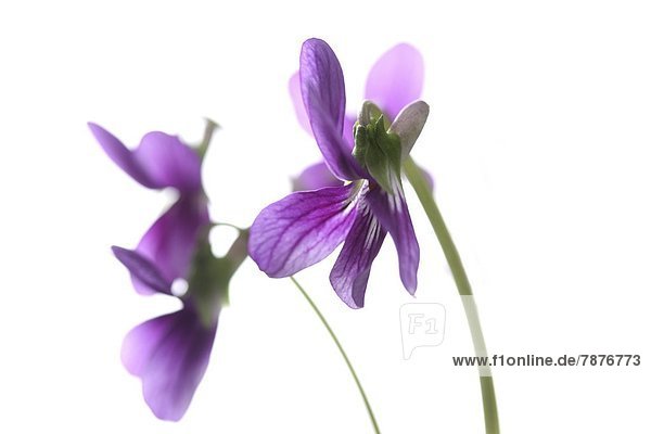 Violette Blumen