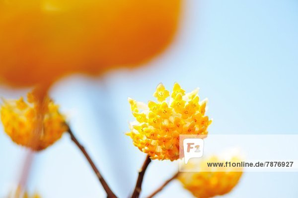 Oriental Paperbush