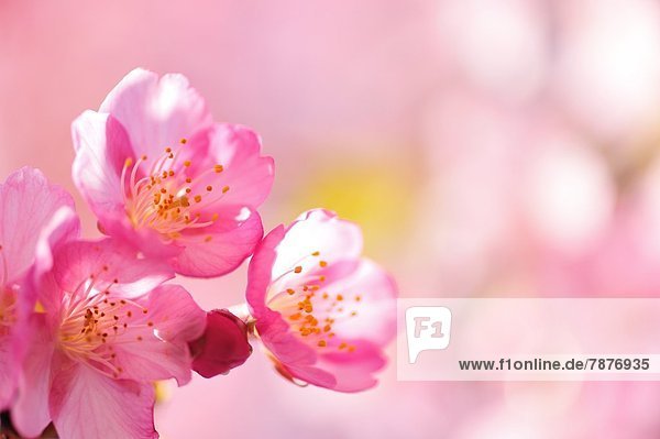 Kirschblüten