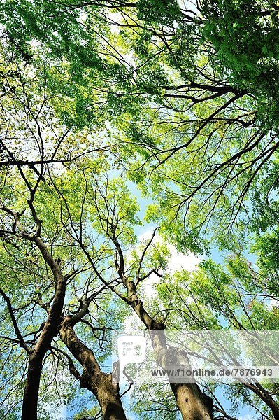 Baum  Laub