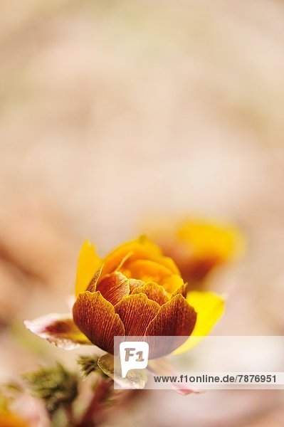 Adonis flower