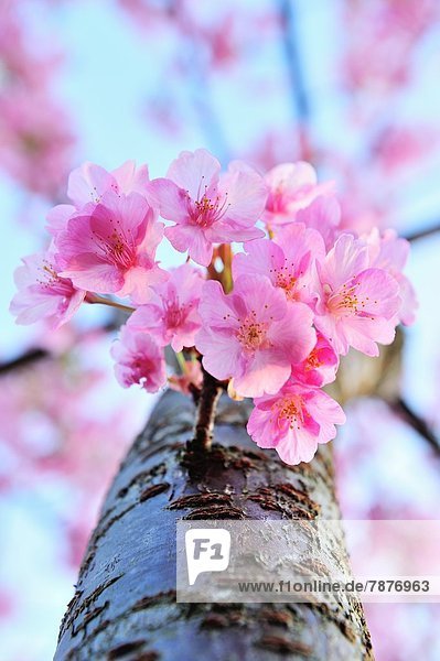 Kirschblüten