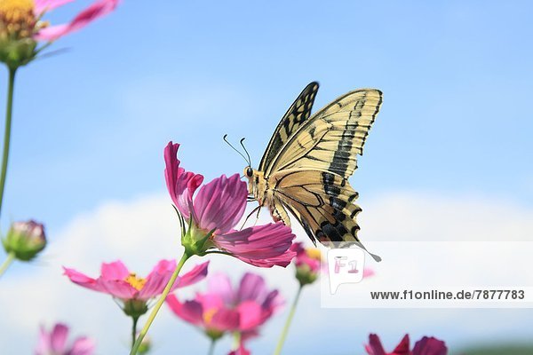 Schwalbenschwanz  Papilio machaon  Schmetterling