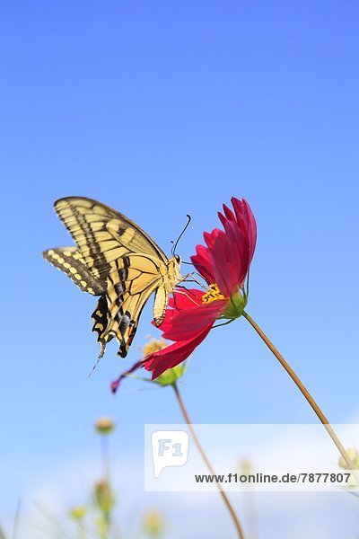 Schwalbenschwanz  Papilio machaon  Schmetterling