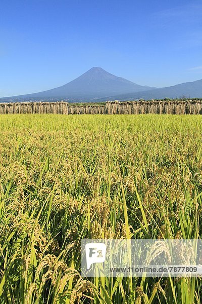 nahe  trocknen  Reis  Reiskorn  Berg  Fuji  Shizuoka Präfektur