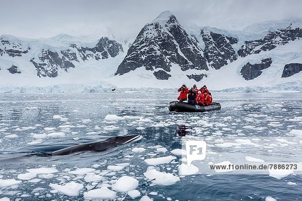 Inspektion Neugier Antarktis Sternzeichen Bucht Paradies Wal