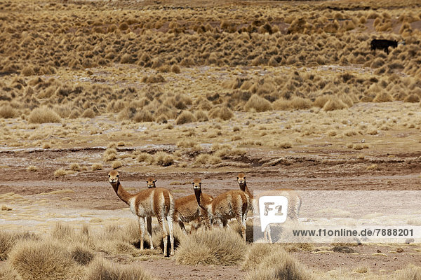 Herde Vikunjas (Vicugna vicugna)  Reserva Nacional de Fauna Andina Eduardo Abaroa  Anden  Bolivien