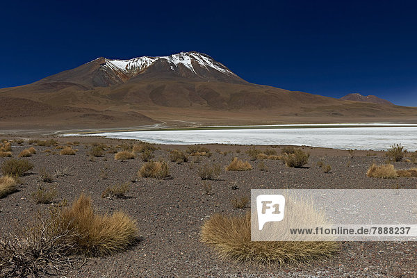 Reserva Nacional de Fauna Andina Eduardo Abaroa  Anden  Bolivien