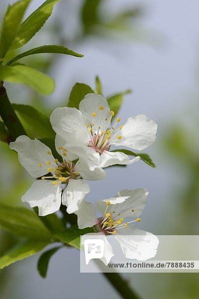 Blüten eines Schlehdorns (Prunus spinosa) im Frühling