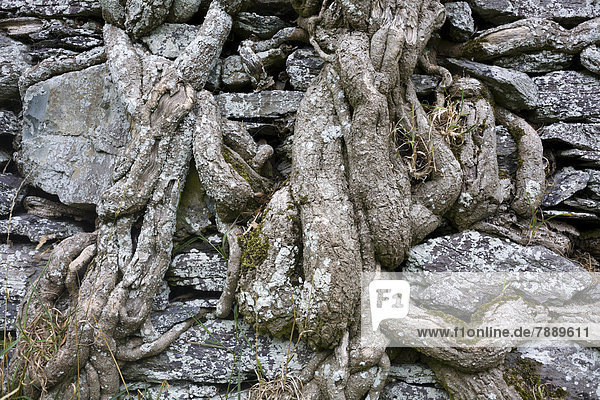 Alte Mauer mit Efeuwurzeln am Ballycarbery Castle