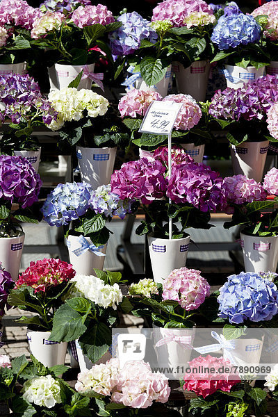 Blume  Außenaufnahme  verkaufen  Markt