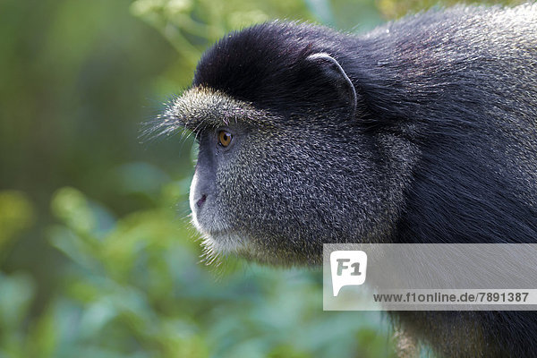 Golden Monkey (Cercopithecus kandti)
