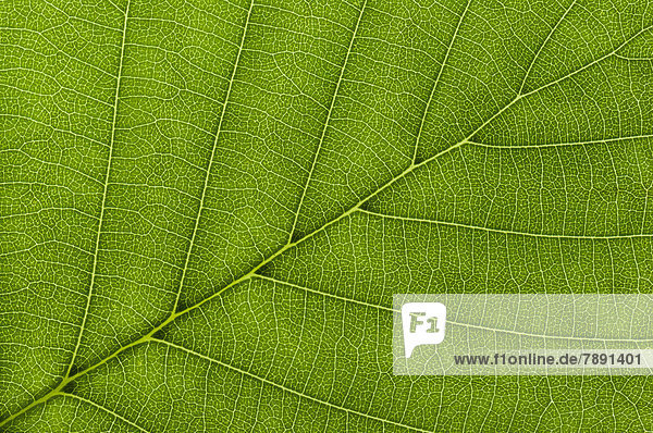 Blattstruktur einer Schwarzerle (Alnus glutinosa) im Durchlicht  Detail