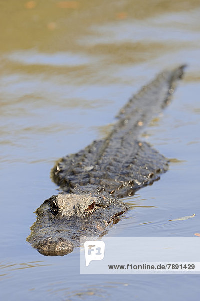 Mississippi-Alligator oder Hechtalligator (Alligator mississippiensis) im Wasser