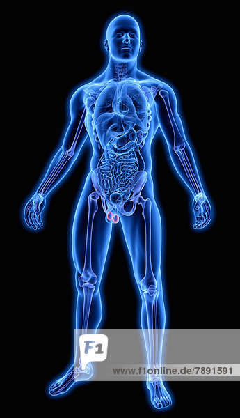 Beleuchtete Hoden in blauem anatomischen Modell