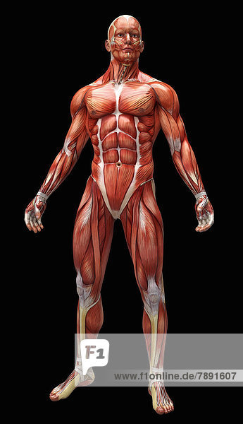 Human muscles and tendons covering anatomical model