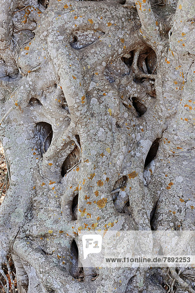 Würgfeige (Ficus aurea)