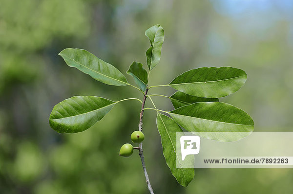 Feigenbaum (Ficus citrifolia)  Zweig mit Früchten