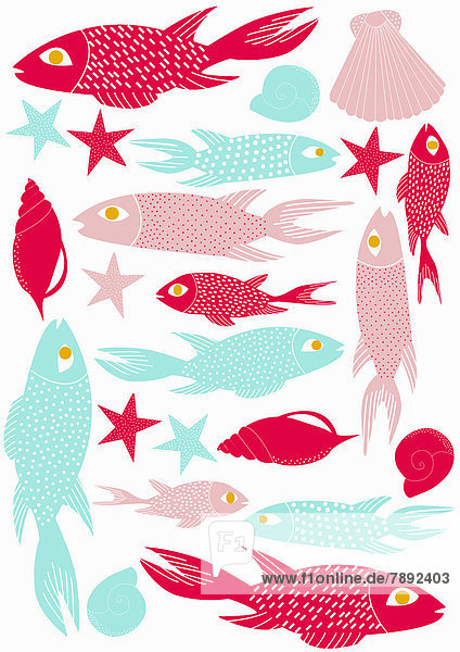 Muschel, Fisch, Pisces, weiß, Hintergrund, arrangieren
