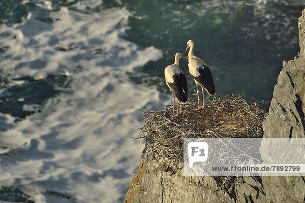 Two young White Storks (Ciconia ciconia) in their nest on the Atlantic coast