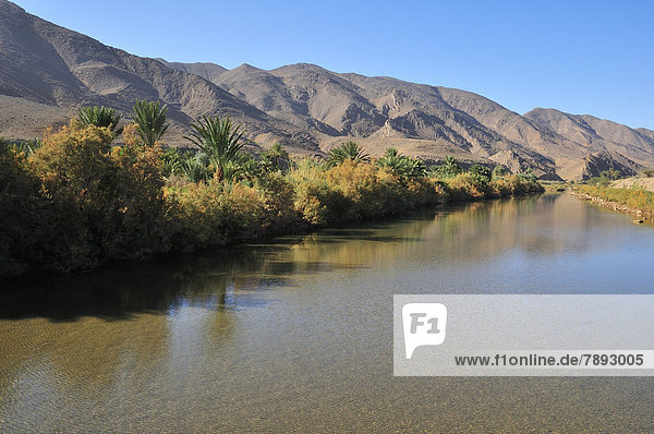 Date palms (Phoenix dactylifera) on the banks of the Draa River at Agdz