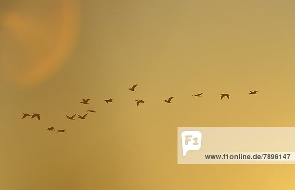Fliegende Kormorane (Phalacrocorax carbo) in der Morgendämmerung