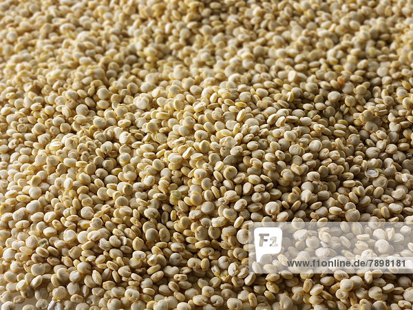 Quinoa  Inkareis oder Andenhirse