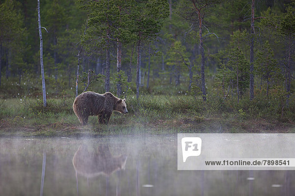 Brown Bear (Ursus arctos) beside a lake at midnight