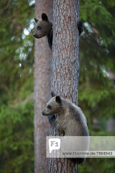 Braunbär (Ursus arctos)  Jungtiere klettern auf Baum