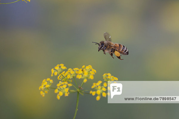 Westliche Honigbiene (Apis mellifera) im Flug