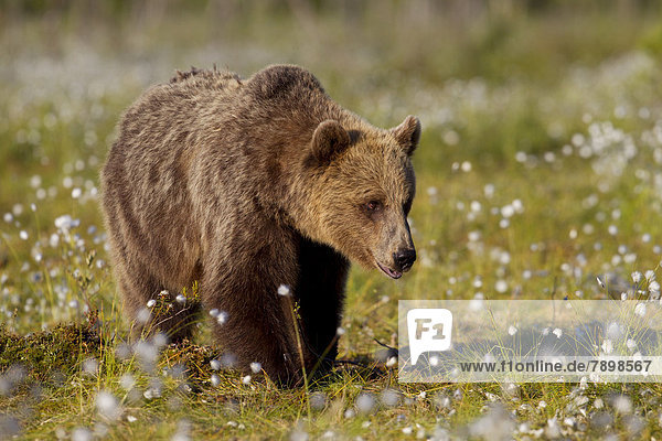 Braunbär (Ursus arctos) im Moor mit Wollgras