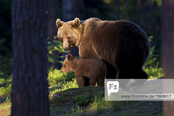 Braunbär (Ursus arctos) mit Jungem