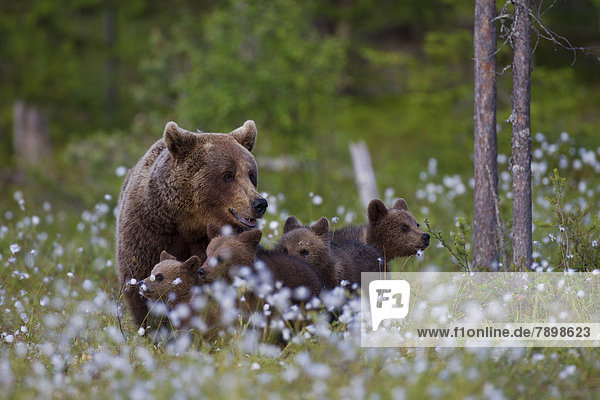 Braunbär (Ursus arctos) mit Jungen