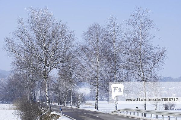 Landstraße gesäumt von Birken  in Winterlandschaft