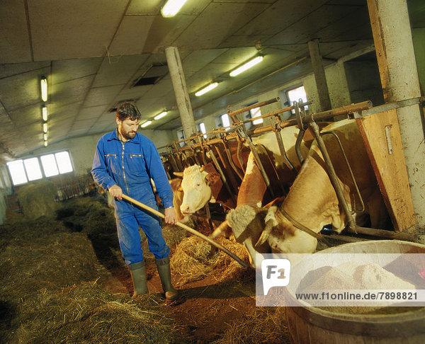 Bauer füttert Kühe im Stall