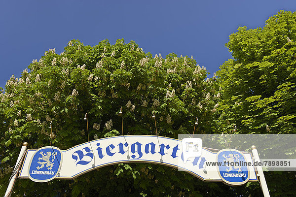 Eingang Biergarten mit Biergartenschild und blühenden Kastanien